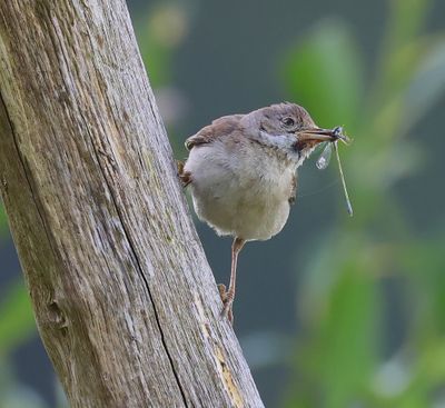Grasmus - Commom Whitethroat