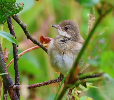 Grasmus - Common Whitethroat