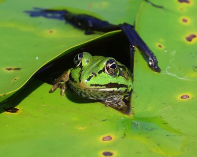 Groene Kikker - Green Frog