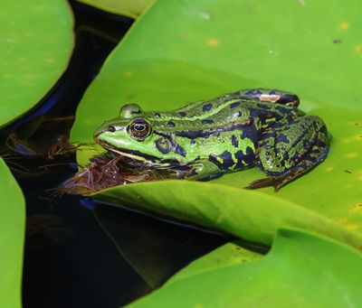 Groene Kikker - Green Frog