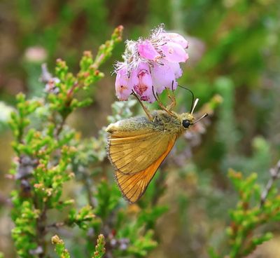 Groot Dikkopje - Large Skipper