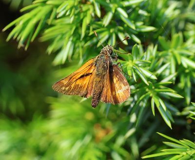 Groot Dikkopje - Large Skipper