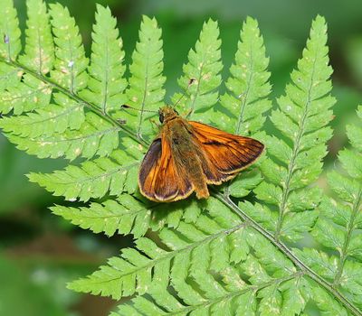 Groot Dikkopje - Large Skipper