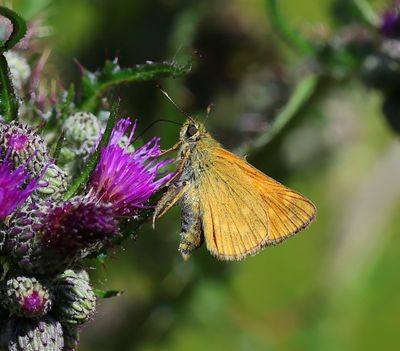 Groot Dikkopje - Large Skipper