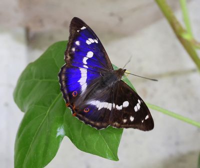 Grote Weerschijnvlinder - Purple Emperor