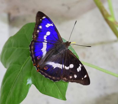 Grote Weerschijnvlinder - Purple Emperor