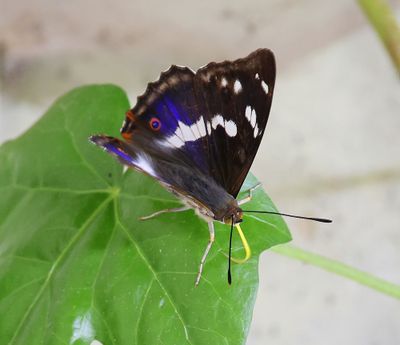 Grote Weerschijnvlinder - Purple Emperor