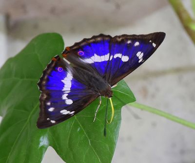 Grote Weerschijnvlinder - Purple Emperor