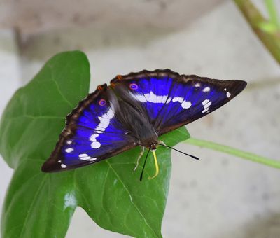 Grote Weerschijnvlinder - Purple Emperor