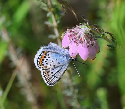Heideblauwtje - Silver-studded Blue