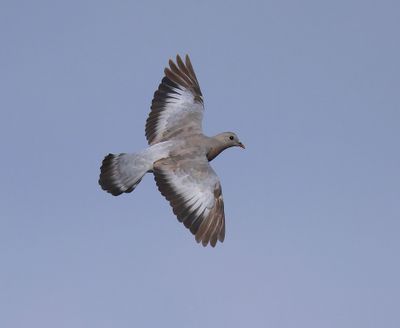 Holenduif - Stock Dove