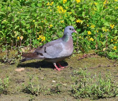 Holenduif - Stock Dove