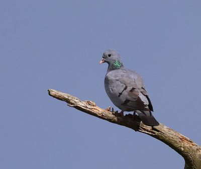 Holenduif - Stock Dove
