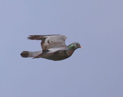 Holenduif - Stock Dove