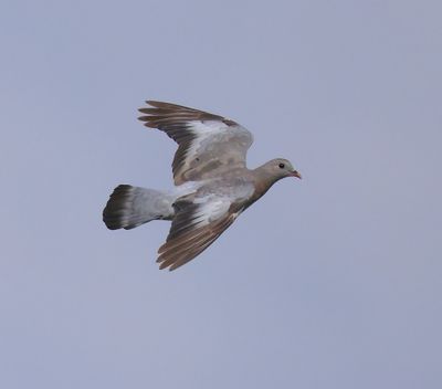 Holenduif - Stock Dove