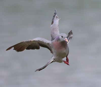 Holenduif - Stock Dove