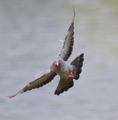Holenduif - Stock Dove