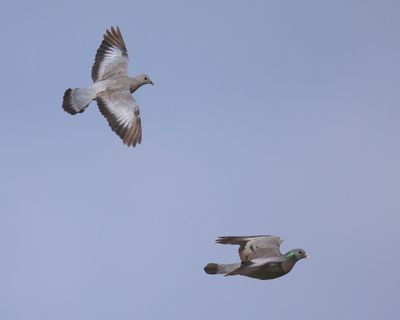 Holenduif - Stock Dove