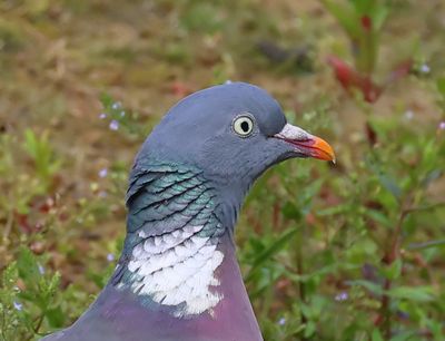 Houtduif - Common Wood Pigeon