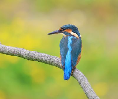 IJsvogel - Common Kingfisher