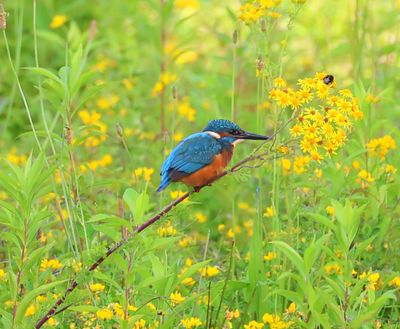 IJsvogel - Common Kingfisher