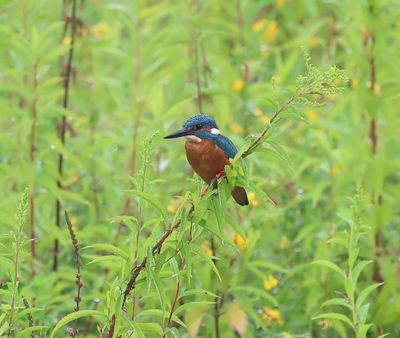 IJsvogel - Common Kingfisher