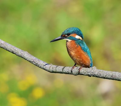 IJsvogel - Common Kingfisher