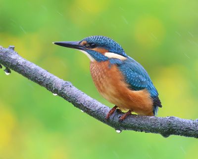 IJsvogel - Common Kingfisher