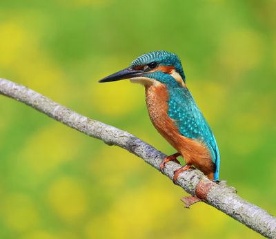 IJsvogel - Common Kingfisher