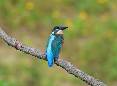 IJsvogel - Common Kingfisher