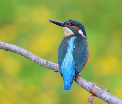 IJsvogel - Common Kingfisher