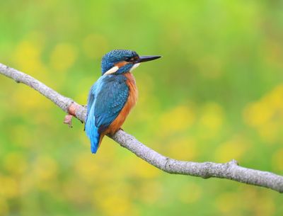 IJsvogel - Common Kingfisher