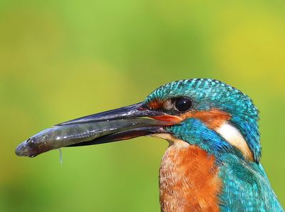 IJsvogel - Common Kingfisher