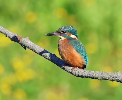 IJsvogel - Common Kingfisher
