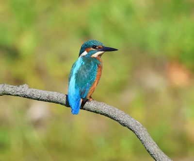 IJsvogel - Common Kingfisher