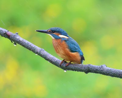 IJsvogel - Common Kingfisher