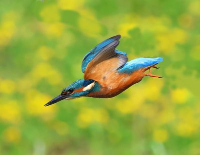 IJsvogel - Common Kingfisher