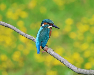 IJsvogel - Common Kingfisher