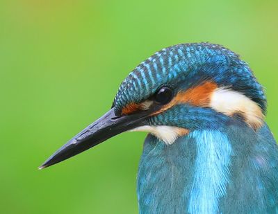 IJsvogel - Common Kingfisher