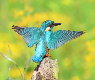 IJsvogel - Common Kingfisher