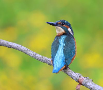 IJsvogel - Common Kingfisher