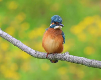 IJsvogel - Common Kingfisher