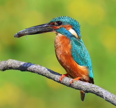 IJsvogel - Common Kingfisher