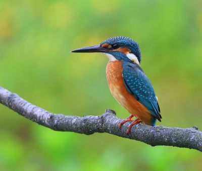 IJsvogel - Common Kingfisher