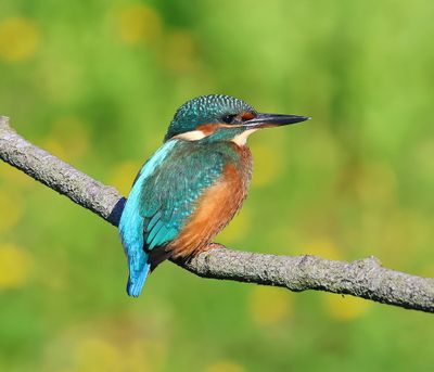 IJsvogel - Common Kingfisher