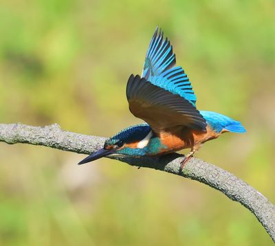 IJsvogel - Common Kingfisher