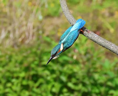 IJsvogel - Common Kingfisher