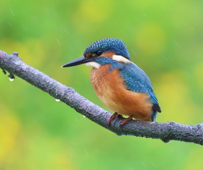 IJsvogel - Common Kingfisher