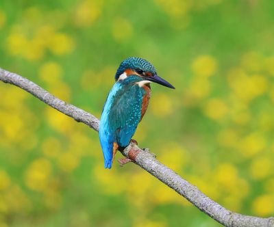 IJsvogel - Common Kingfisher