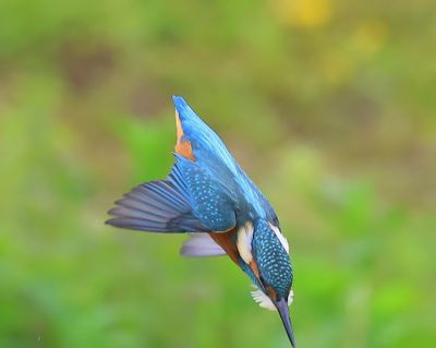 IJsvogel - Common Kingfisher